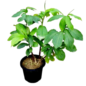 ইনসুলিন প্লান্ট ২ টি চারা